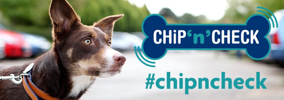 Registering discount dog microchip